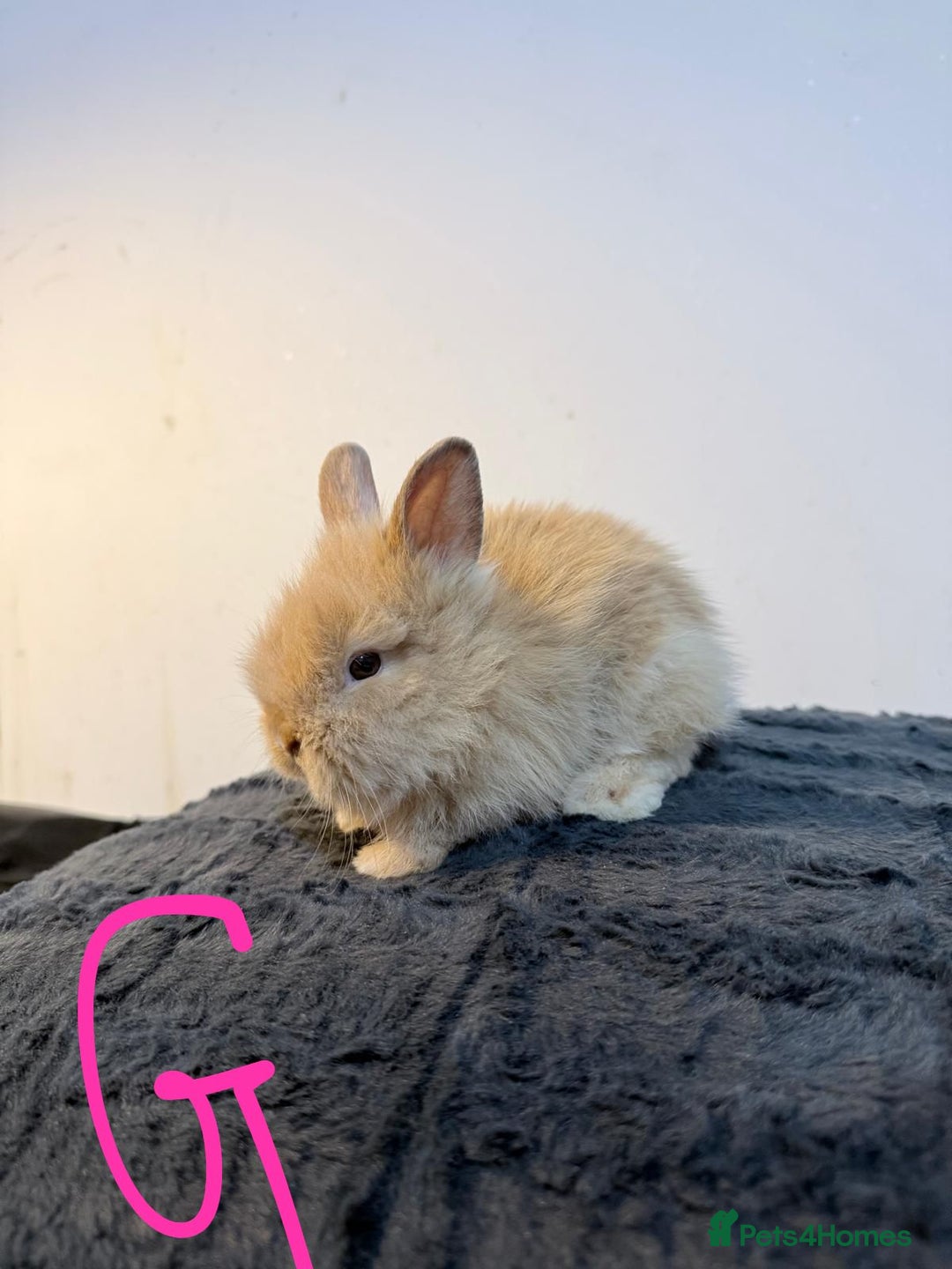Lionhead rabbits for sale: Very beautiful - Double Mained lionhead babies. - Advert 12
