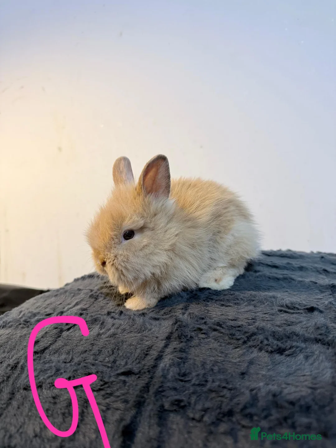 Lionhead rabbits for sale: Very beautiful - Double Mained lionhead babies. - Advert 12