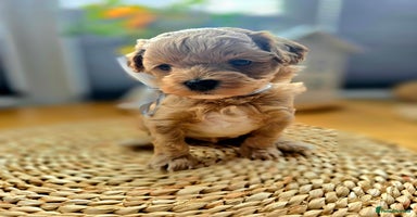 Maltipoo dogs - Advert 3