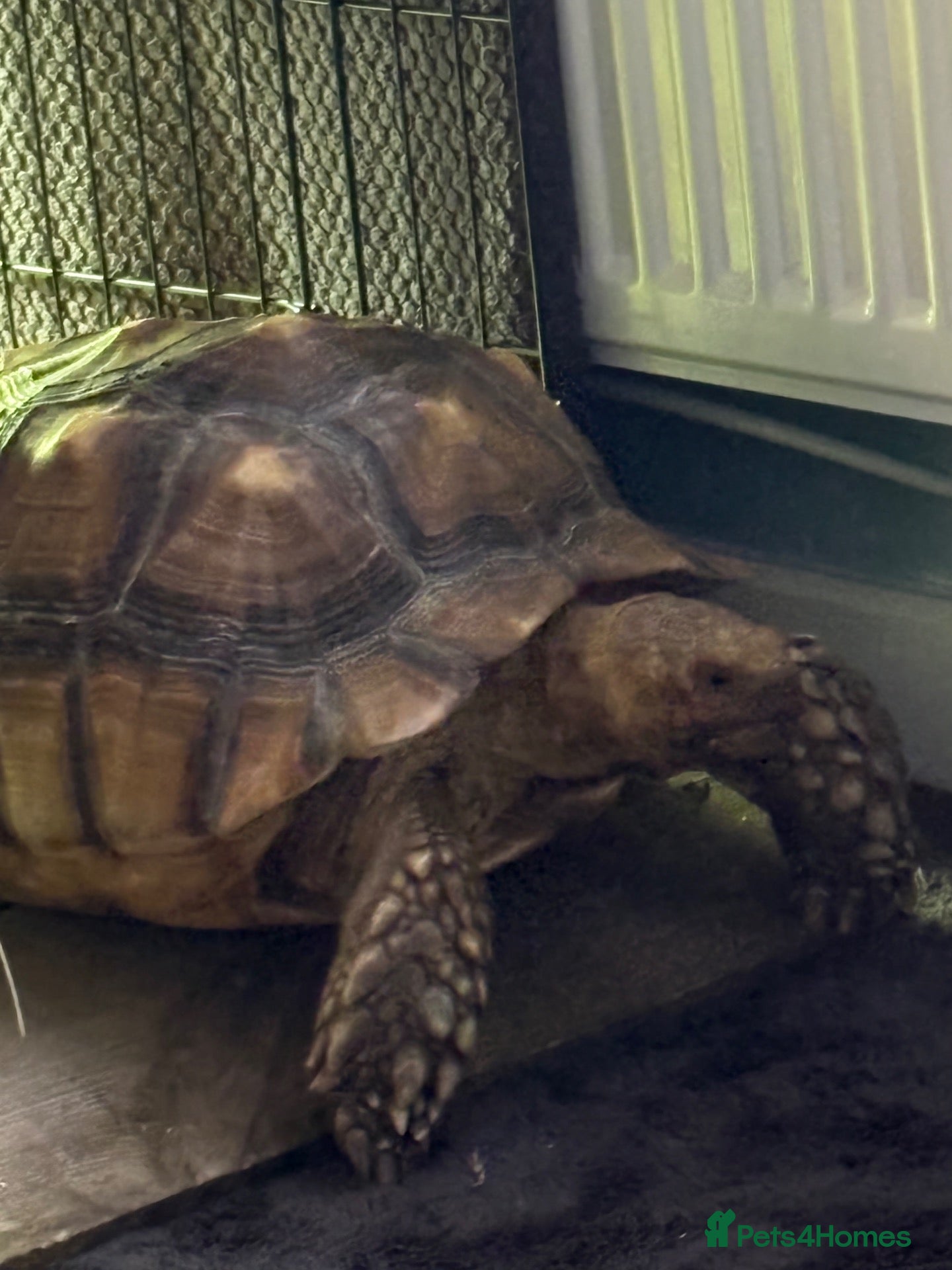 Tortoise reptiles Sulcata tortoise male 6 year old - Advert 2