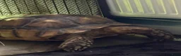 Tortoise reptiles for sale: Sulcata tortoise male 6 year old - Advert 5