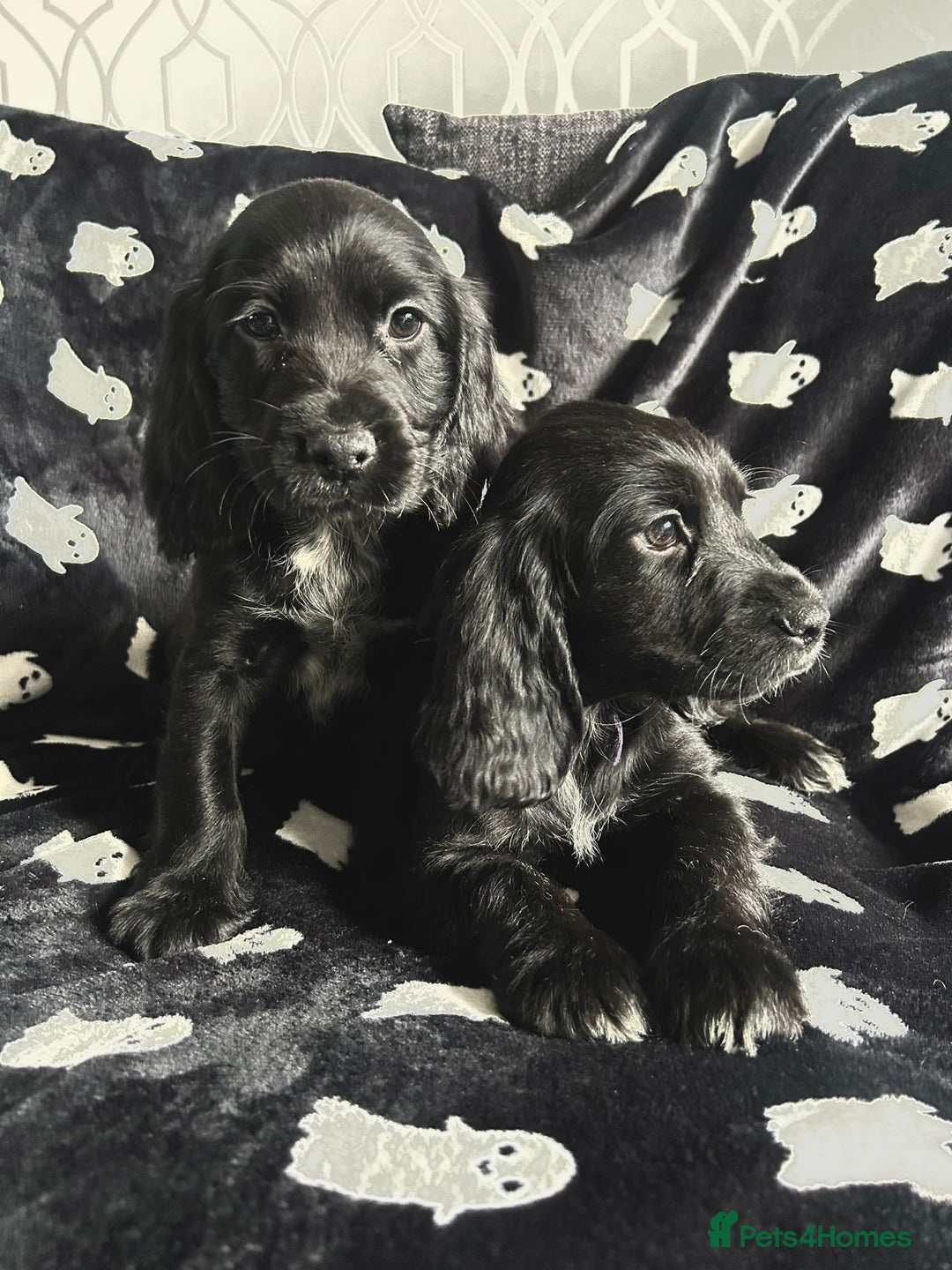 Sprocker dogs for sale: Sprocker Puppies Ready Now.  - Advert 1