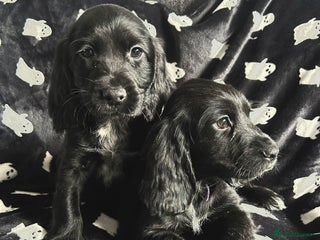 Sprocker dogs Sprocker Puppies Ready Now. - Advert 5