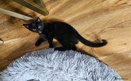 British Shorthair cats for sale: Kittens in Northampton - Image 14