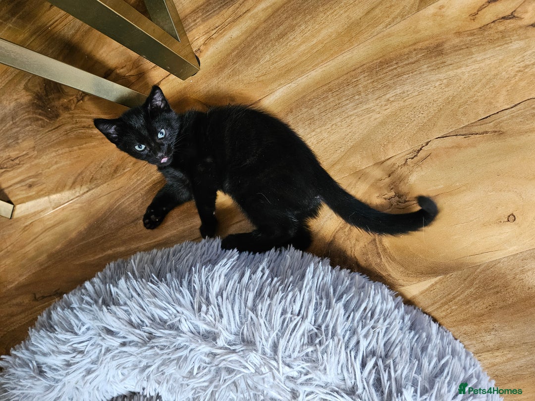 British Shorthair cats for sale: Kittens in Northampton - Image 14