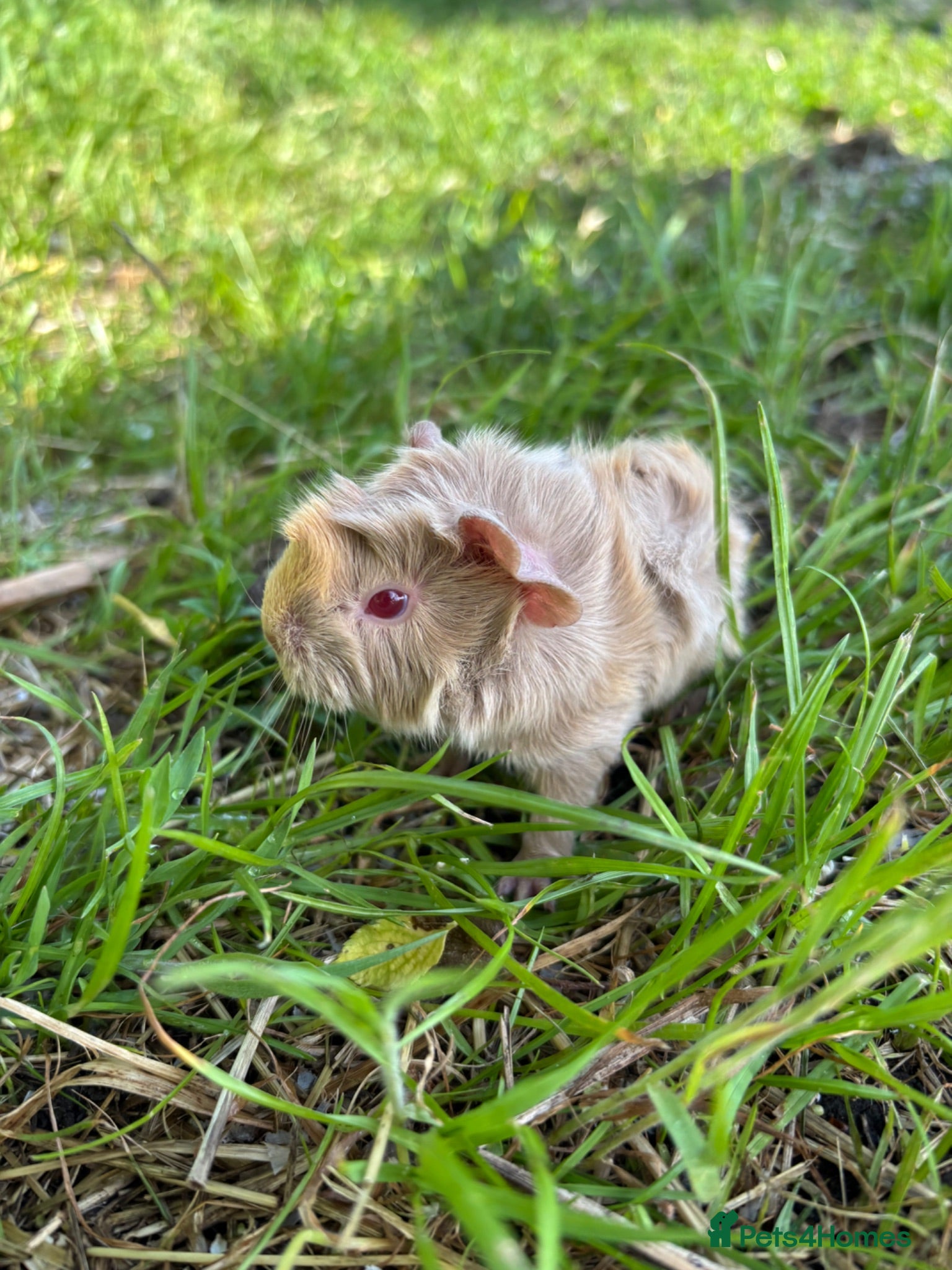 Guinea Pig rodents Selection for f guinea pigs for sale  - Advert 18