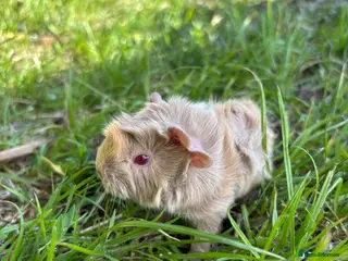 Guinea Pig rodents Selection for f guinea pigs for sale - Advert 1
