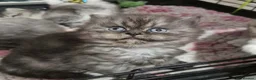 British Longhair cats for sale: GCCF REG, British Longhairs. - Advert 4
