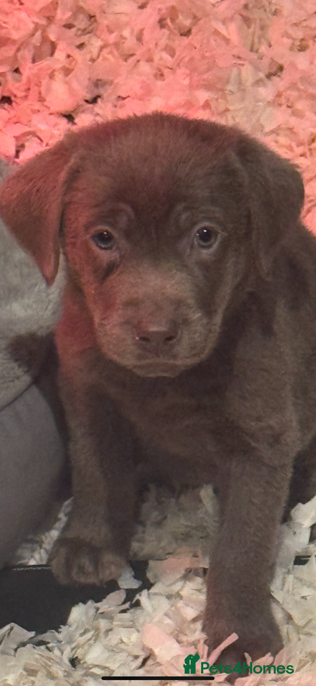 Labrador Retriever dogs STUNNING SILVER LABRADOR PUPS - Advert 1