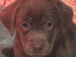 Labrador Retriever dogs STUNNING SILVER LABRADOR PUPS - Advert 8