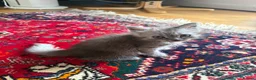 Mixed Breed cats for sale: Mixed breed: domestic long hair / Persian  - Advert 4