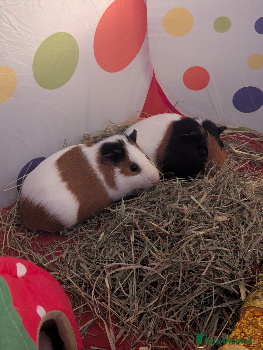 Guinea Pig rodents for sale: 2 Male guineapigs  - Advert 2