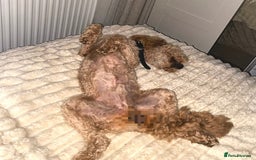 Cockapoo dogs for sale: Teddy Bear Cockapoo Boy- 10 Months Old - Image 5