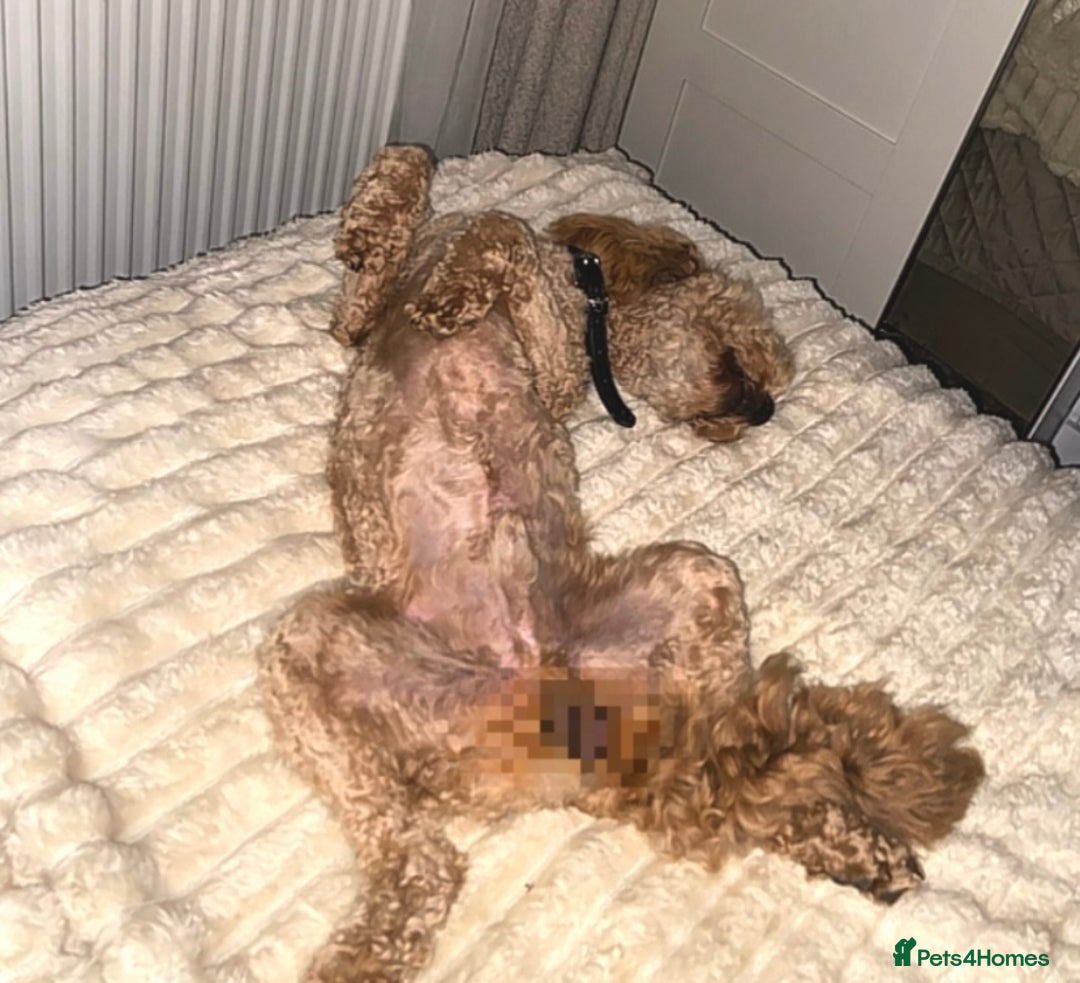 Cockapoo dogs for sale: Teddy Bear Cockapoo Boy- 10 Months Old - Image 5