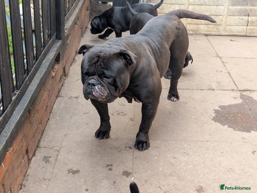 Olde English Bulldogge dogs for sale: 🐶 Olde English Bulldogge Puppy for Sale - Image 2