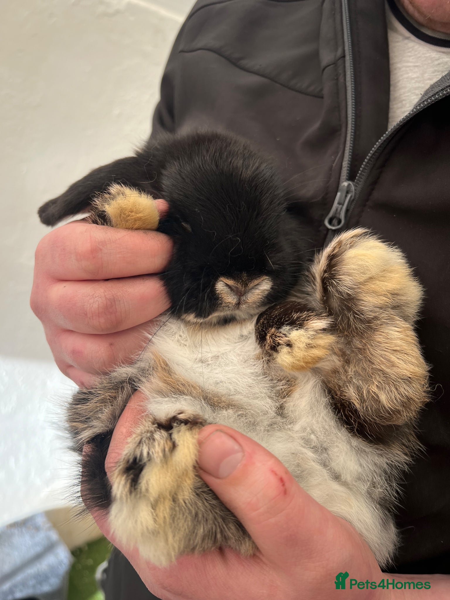 Mini Lop rabbits Damon - Advert 5
