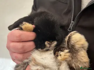 Mini Lop rabbits Damon - Advert 1