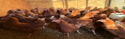Chickens poultry for sale: Warrens Available  - Advert 2
