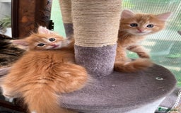 Mixed Breed cats for sale: Pair of Gorgeous ginger kittens 🐅🐅 - Image 2