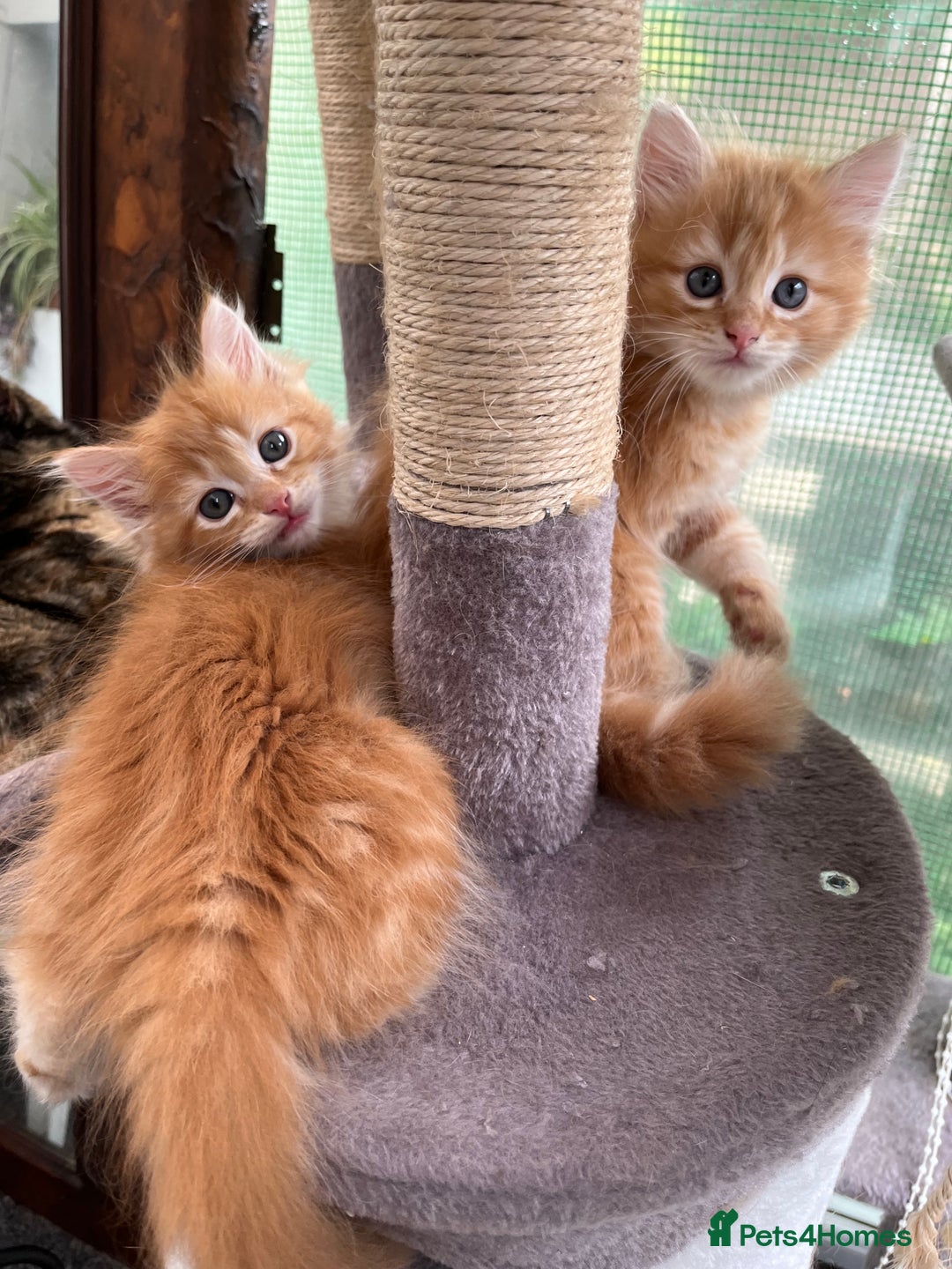 Mixed Breed cats for sale: Pair of Gorgeous ginger kittens 🐅🐅 - Image 2