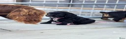 Cocker Spaniel dogs for sale: Kc reg working cocker black boy puppy ready now - Advert 11