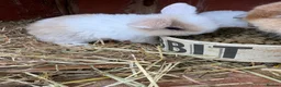 Mini Lop rabbits for sale: Pure breed mini lops  - Advert 4