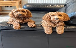 Cockapoo dogs for sale: F1 MINIATURE COCKAPOOS DNA HEALTH TESTED PARENTS  in Saint Asaph - Image 8