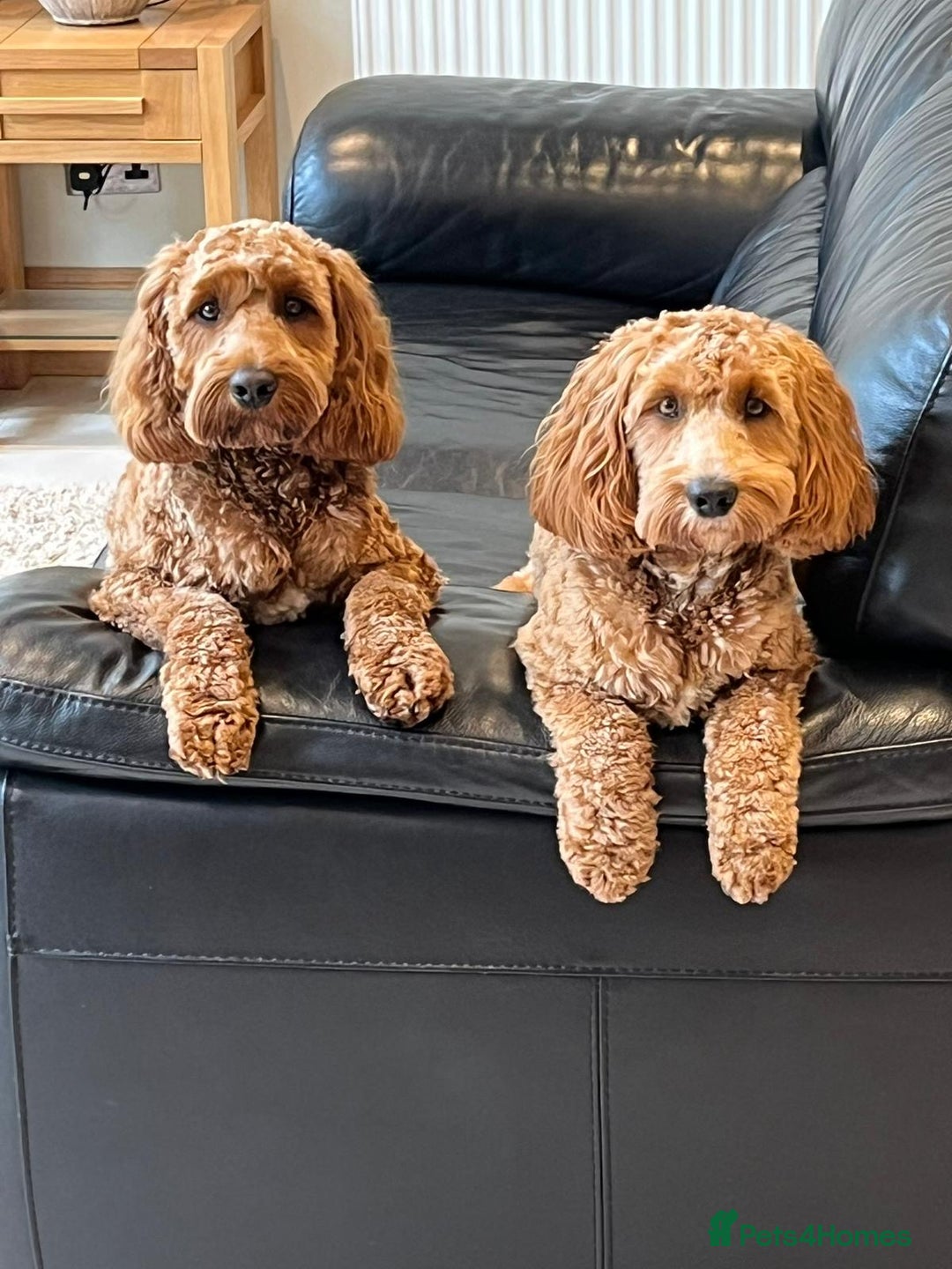Cockapoo dogs for sale: F1 MINIATURE COCKAPOOS DNA HEALTH TESTED PARENTS  in Saint Asaph - Image 8