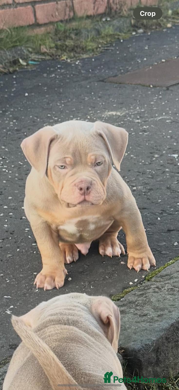 American Bully dogs  Kc registered Pocket bully pups 2 boys left - Advert 17
