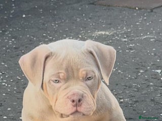 American Bully dogs Kc registered Pocket bully pups 2 boys left - Advert 17