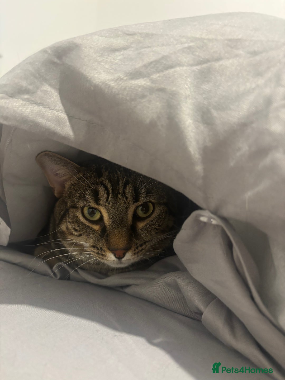 Domestic Shorthair cats for sale: Affectionate and playful boy needs a new home - Advert 4