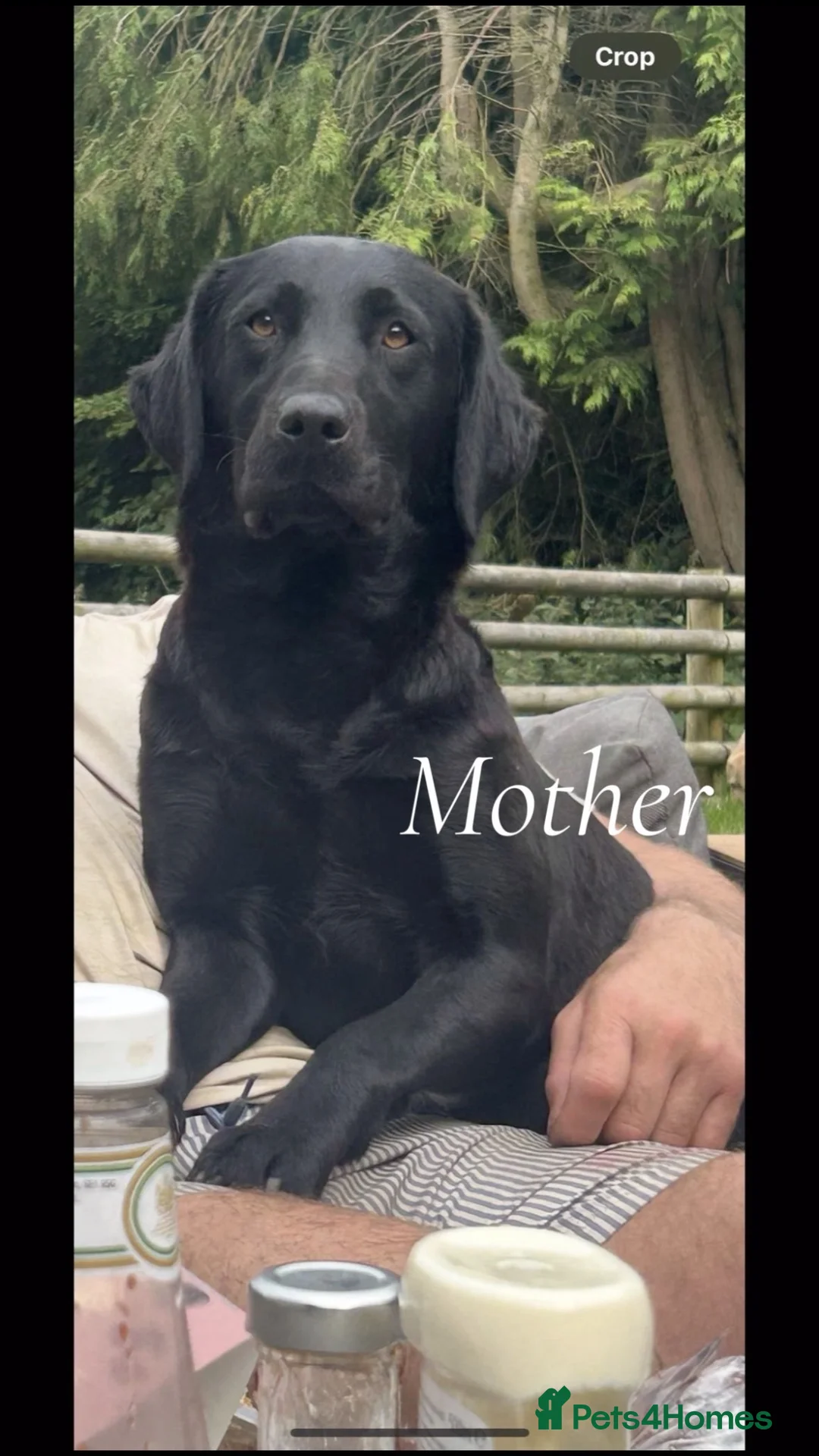 Labrador Retriever dogs for sale: Labrador Puppies in Shrewsbury - Advert 2