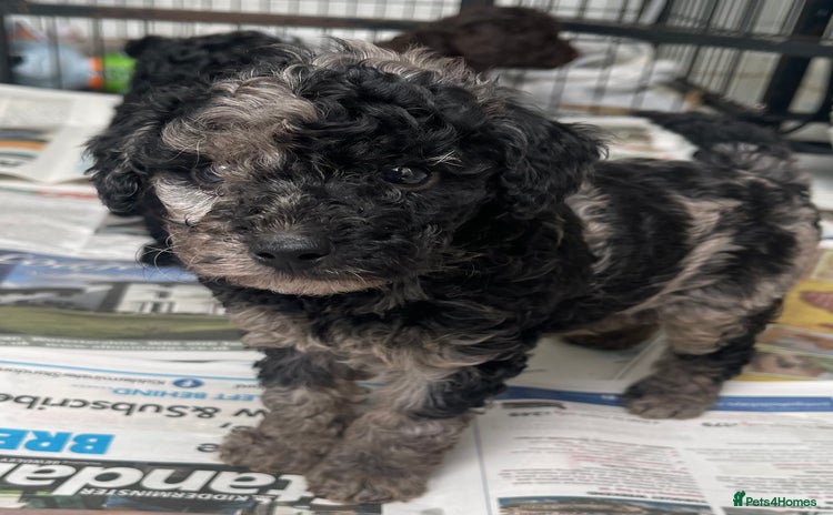 Miniature Poodle dogs - Advert 1