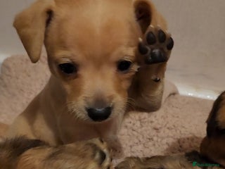 Mixed Breed dogs - Advert 9