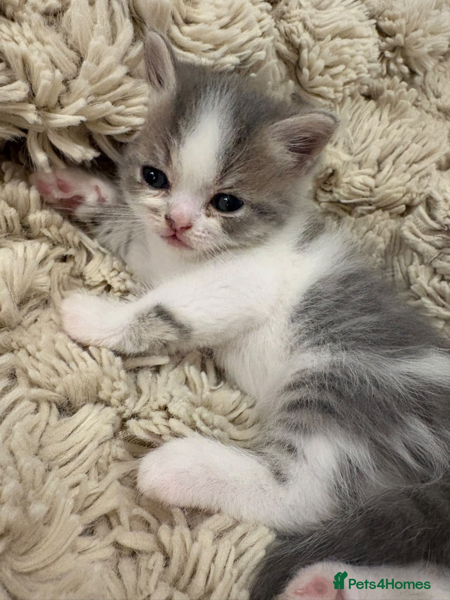 Mixed Breed cats Meet our three gorgeous half-Persian sisters  - Advert 3