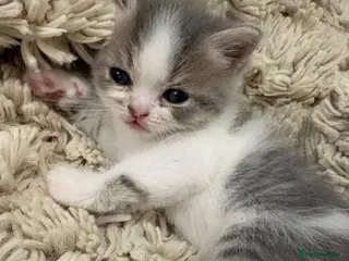 Mixed Breed cats Meet our three gorgeous half-Persian sisters - Advert 1
