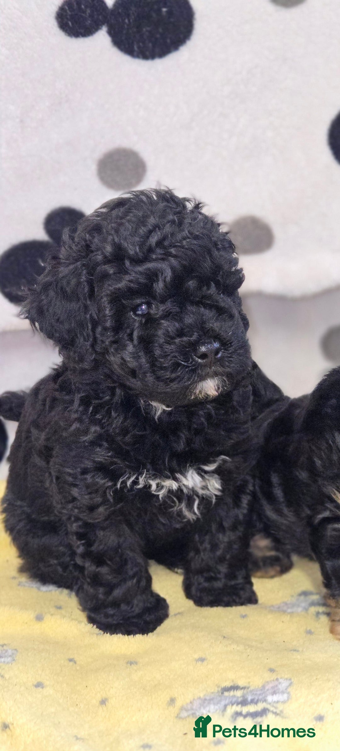 Maltipoo dogs for sale: Beautiful Maltipoo Girl Ready for Her Loving Home - Image 4