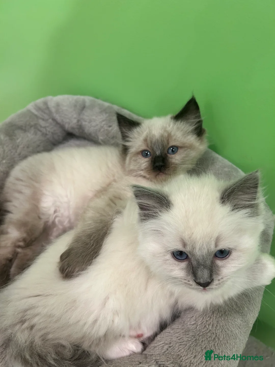 Ragdoll cats for stud: My beautiful PROVEN ragdoll for stud  in Cheltenham - Advert 7