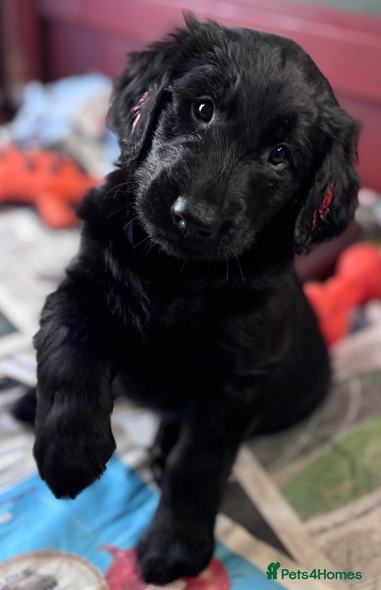 Flat coated Retriever dogs Flat Coated Retriever Puppies   - Advert 4