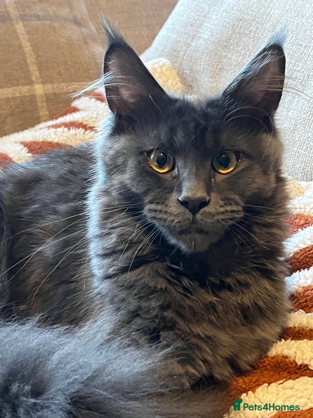 Maine Coon cats for sale: Beautiful loving blue girl - Image 6