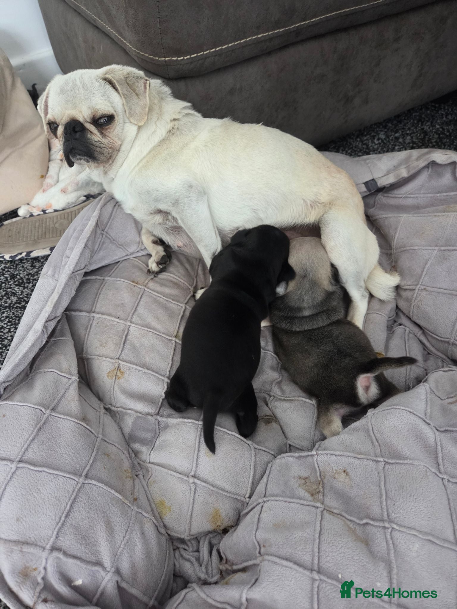 Pug dogs Male pugs - Advert 7