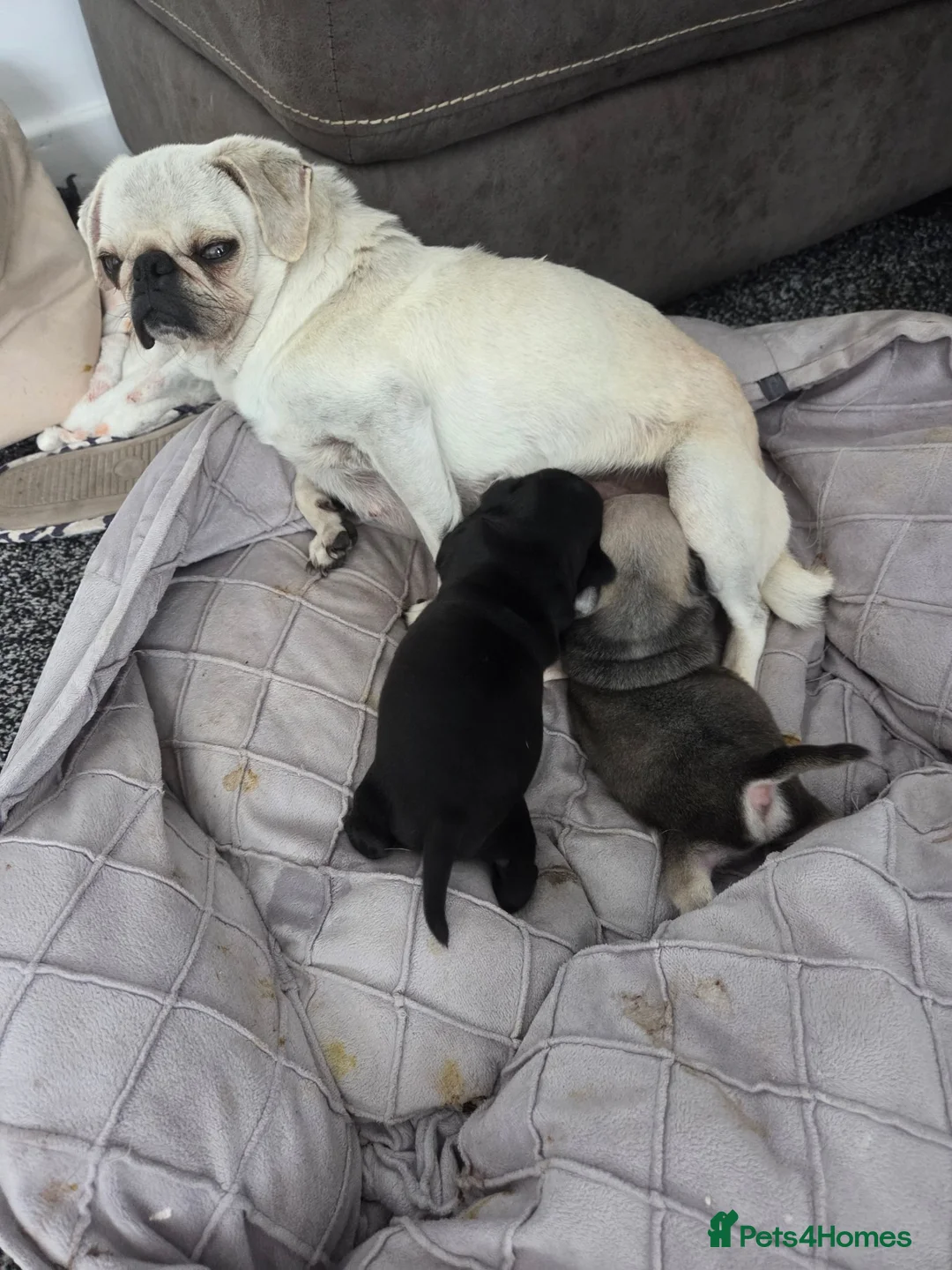 Pug dogs for sale: Male pugs - Advert 2
