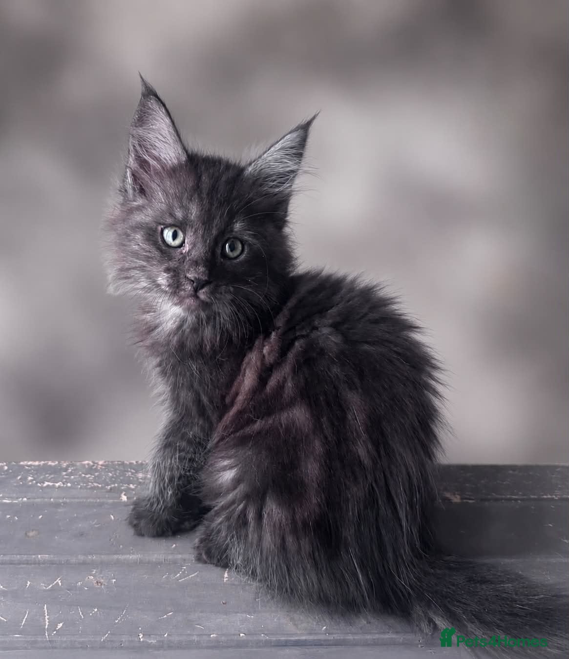 Maine Coon cats Maine Coon purebred male and female kittens - Advert 7