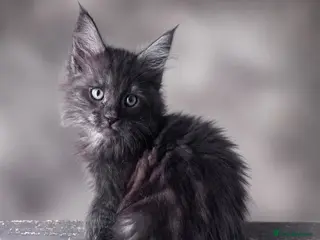 Maine Coon cats Maine Coon purebred male and female kittens - Advert 7