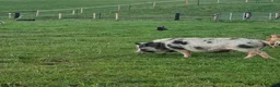 Pig livestock for sale: Super cute micro/mini and juliana pigs - Advert 5
