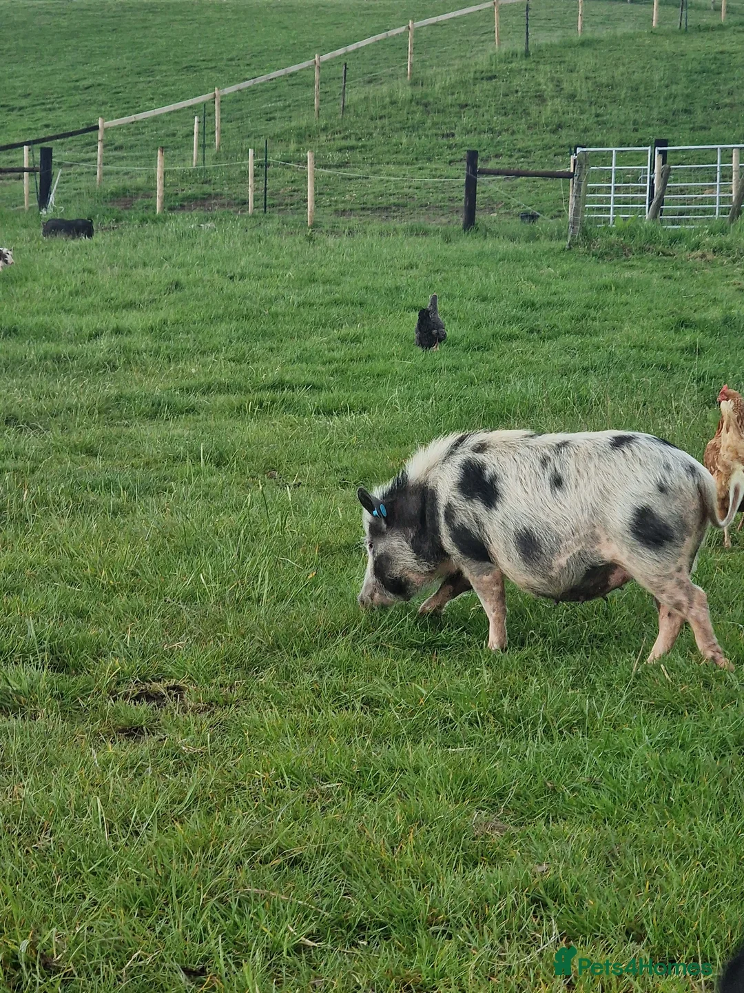 Pig livestock for sale: Super cute micro/mini and juliana pigs - Advert 5