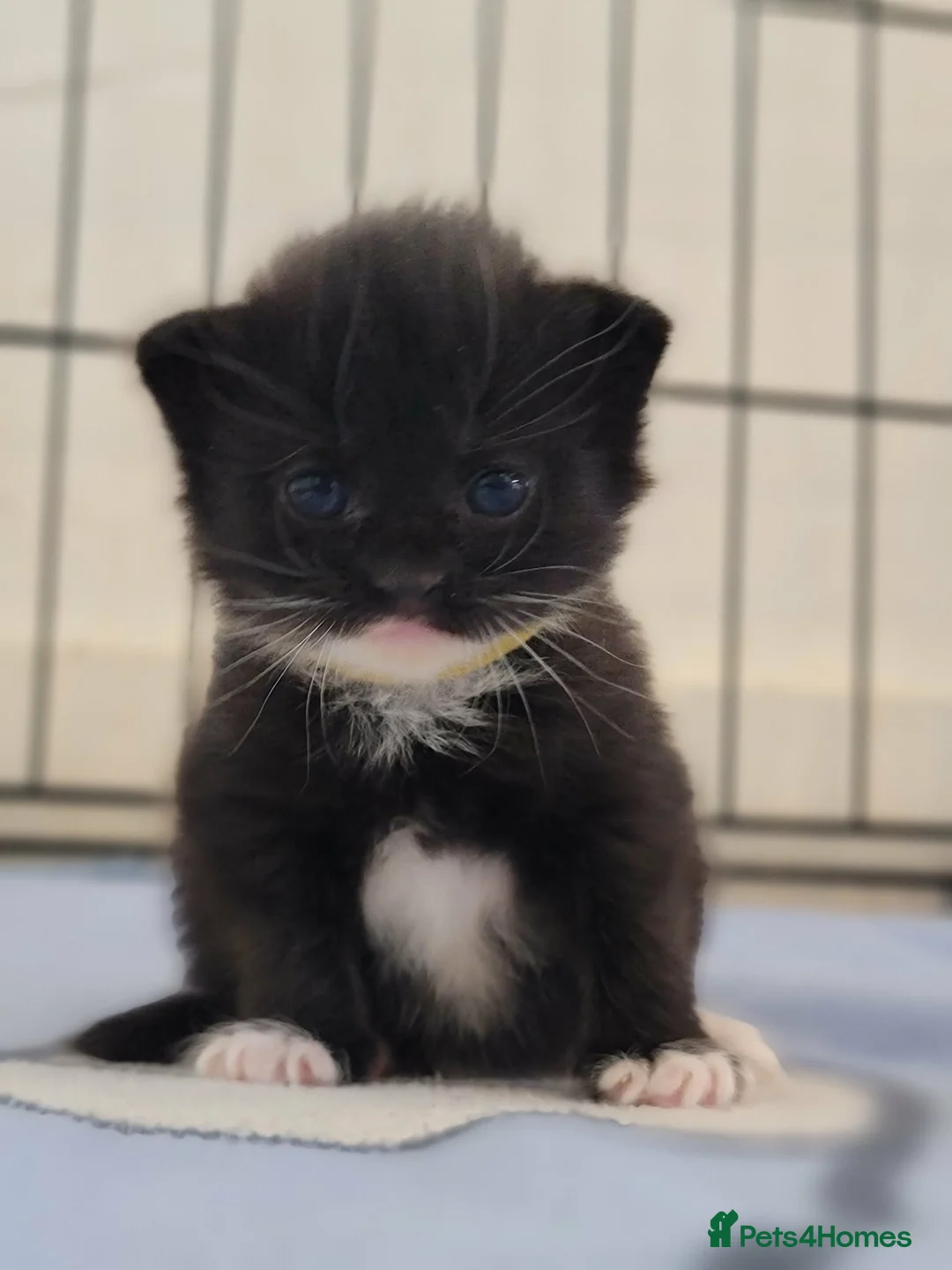 Domestic Shorthair cats for sale: Adorable Kittens For Sale - Advert 1