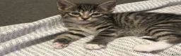 British Shorthair cats for sale: Kittens for sale - Advert 4