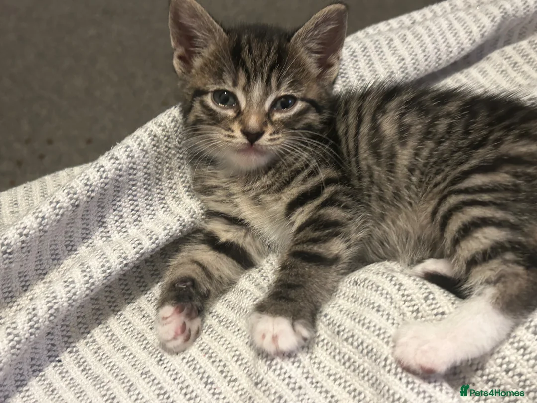 British Shorthair cats for sale: Kittens for sale - Advert 4