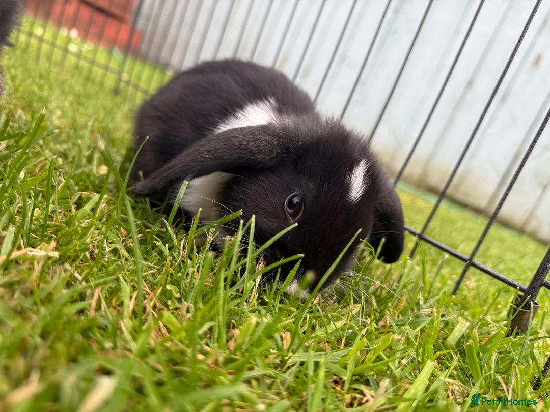 Mixed Breed rabbits for sale: Mini lop / New Zealand White  in Newcastle upon Tyne - Advert 3
